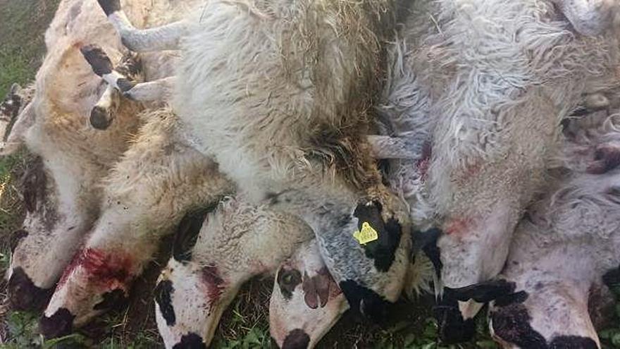 Grupo de ovejas muertas recogidas en la explotación de Fresnadillo de Sayago. M. G.