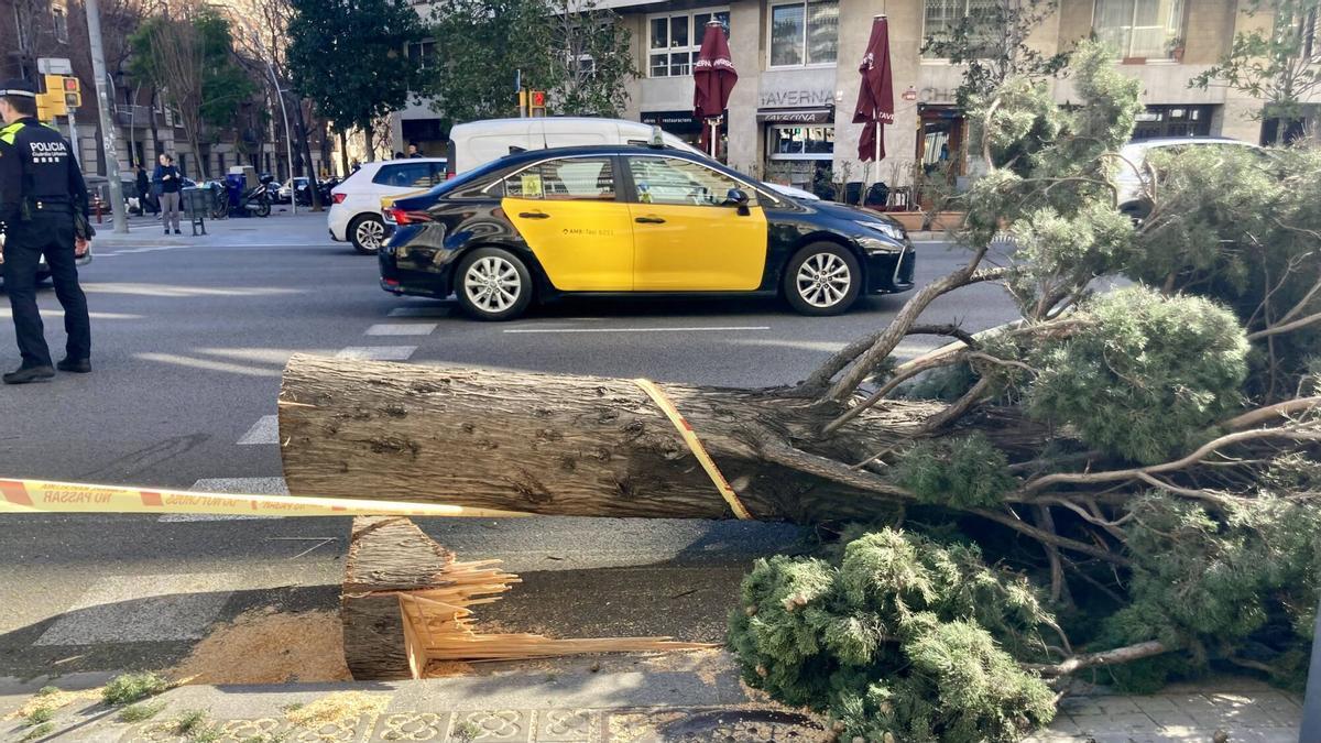 Un árbol, arrancado por la fuerza del viento en la calle Aragó de Barcelona, el pasado día 14.