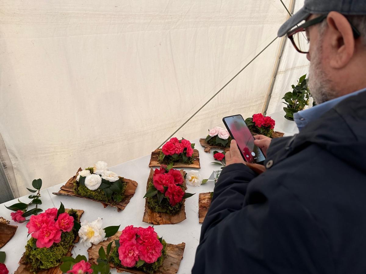 En imágenes: las camelias arrasan en Luarca