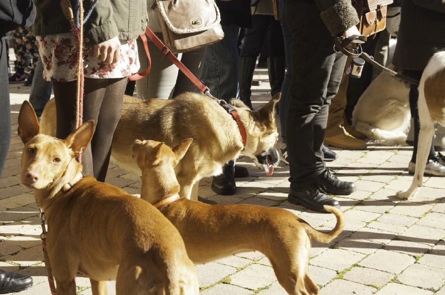 San Antón bendice a los animales en Benavente.