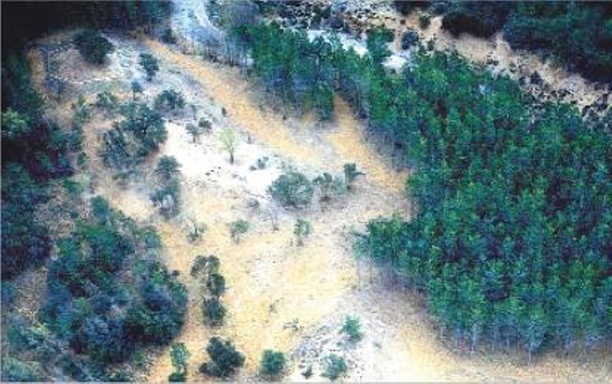 Las truferas salvajes podrían reducir los costes de mantenimiento de los cortafuegos.