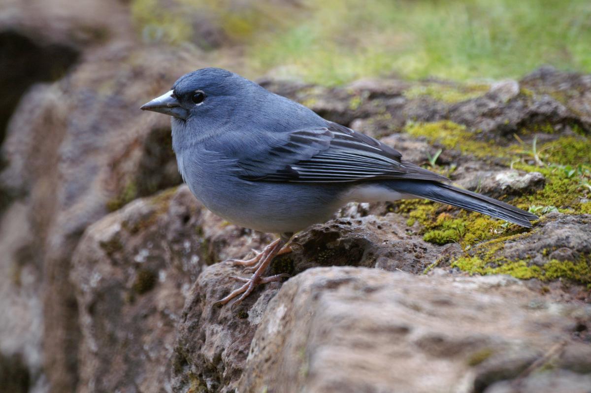 Pinzón azul de Tenerife.