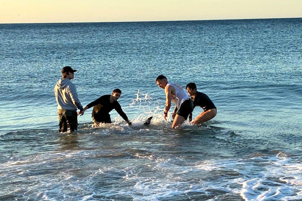 El rescat d'un dels dos dofins que han aparegut varats a la platja de Sant Pol a primera hora del matí
