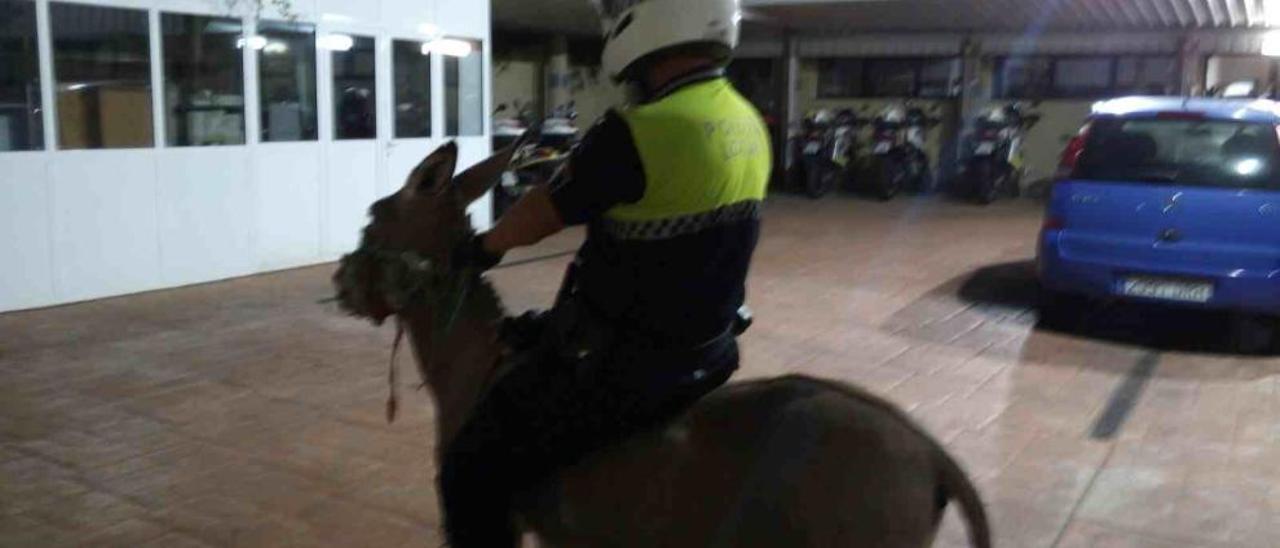 Un informe policial identifica a los dos agentes que jugaron con un burro en custodia