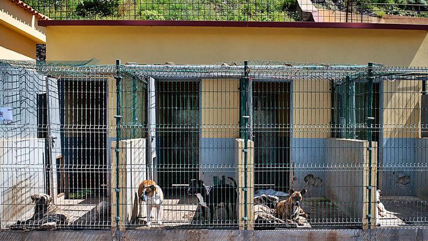 Instalaciones del refugio de animales de Valle Colino, en Finca España, La Laguna.