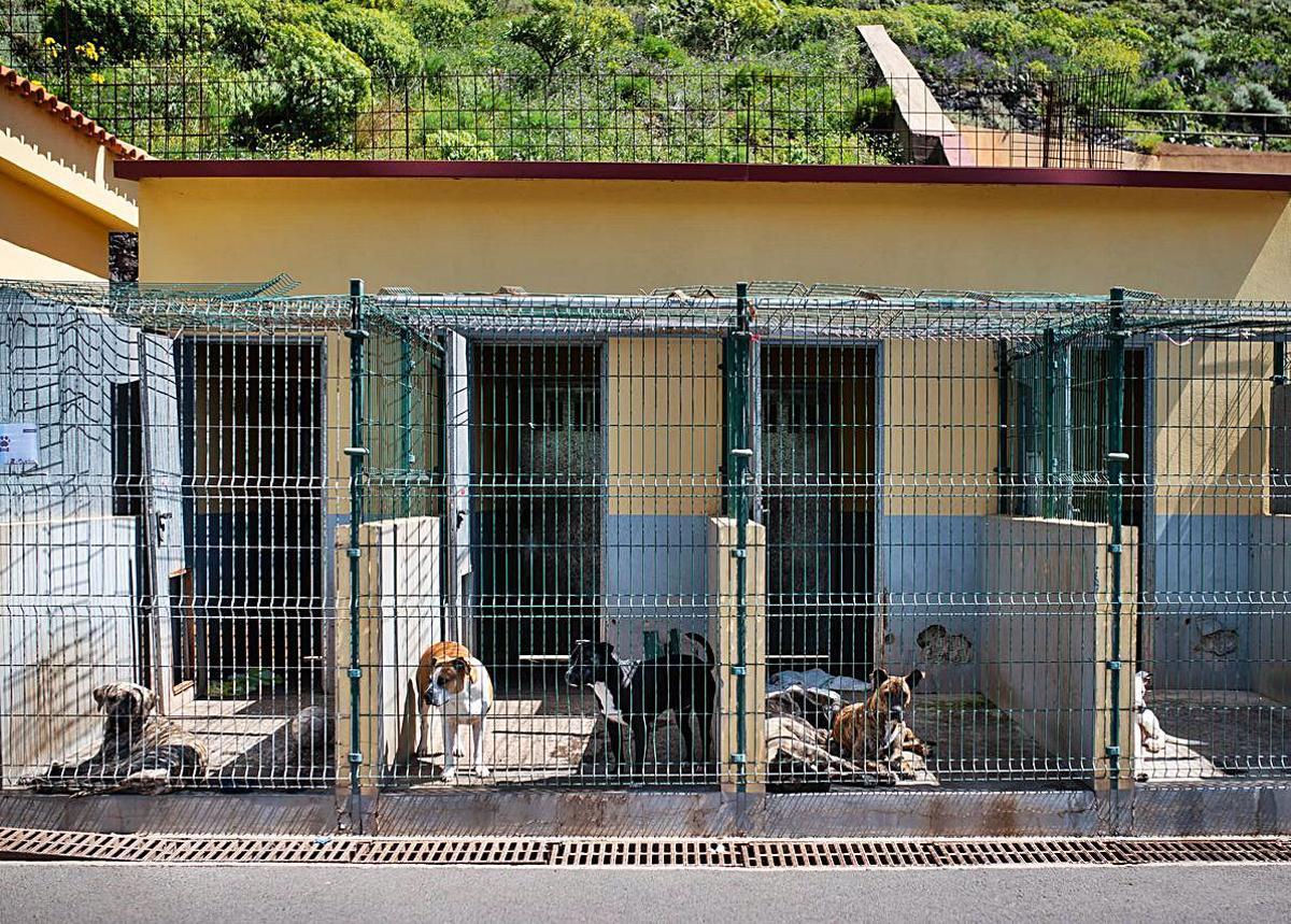 Instalaciones del refugio de animales de Valle Colino, en Finca España, La Laguna. El recinto alberga perros y gatos en espera de una familia