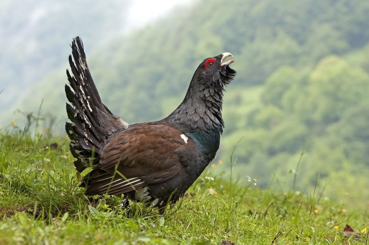 Ejemplar de urogallo cantábrico