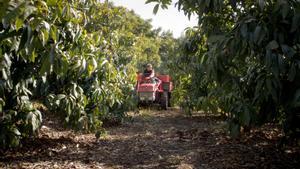 Recogida de aguacates en España