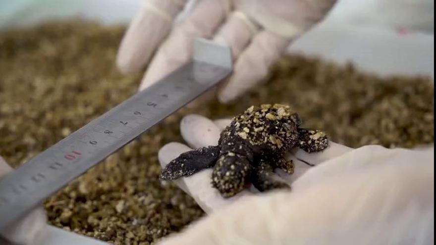 Llegan al Oceanogràfic las 19 tortugas nacidas en el primer nido de las Islas Baleares