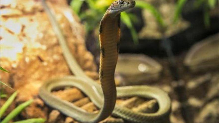 ¿Qué harías si mientras conduces ves una serpiente en el parabrisas de tu coche?