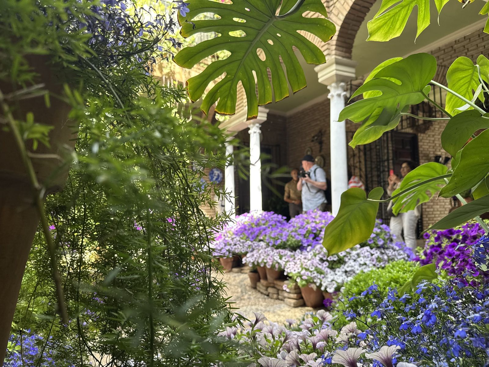 La Ruta 4 de los Patios de Córdoba, en imágenes