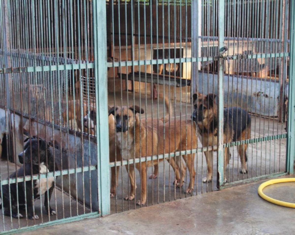 Gossos a la protectora de Figueres, en una imatge d’arxiu.