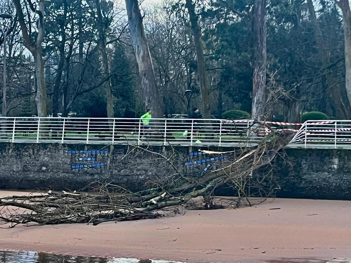 Un árbol derribado por el viento a la altura del "Kilometrín".