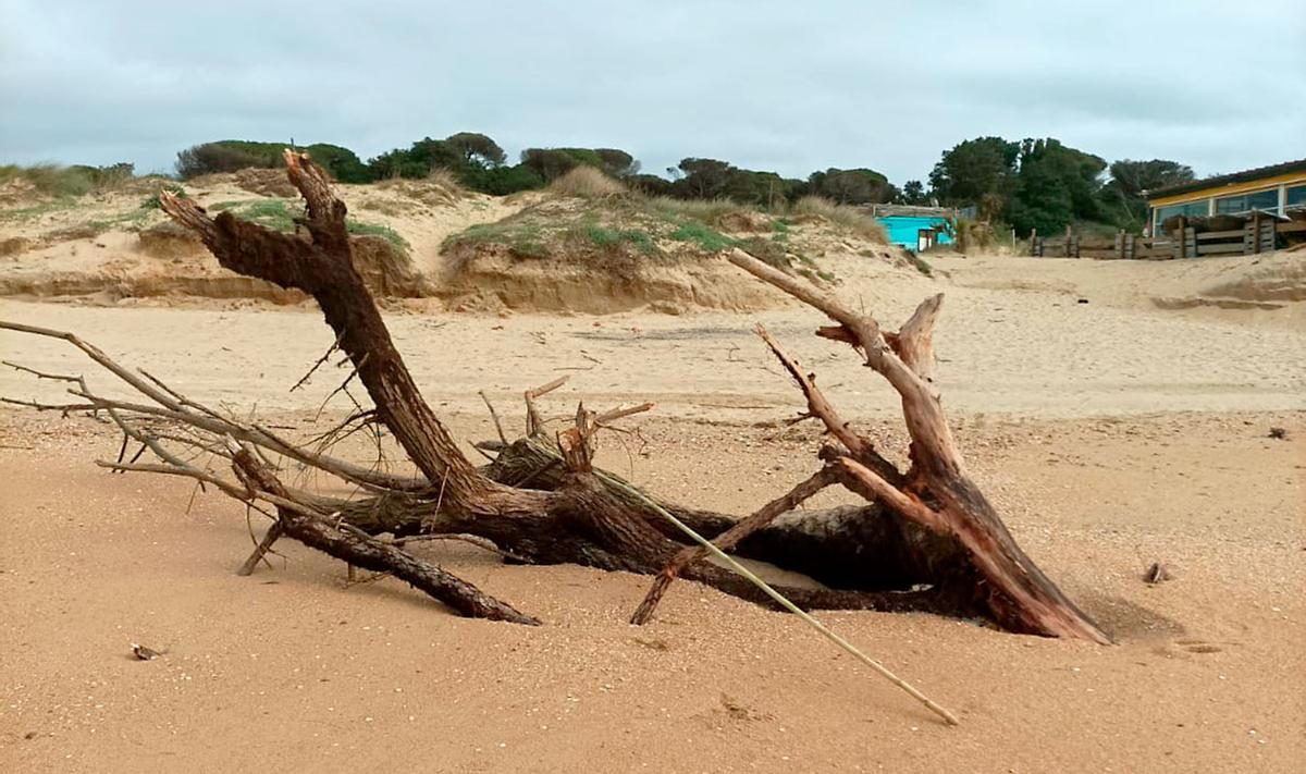 Parte de los residuos encontrados en la playa.