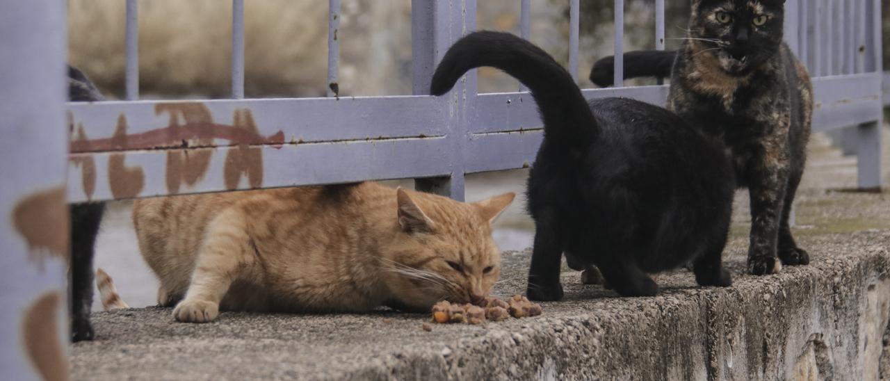 Gatos callejeros en un punto de la provincia de Alicante.