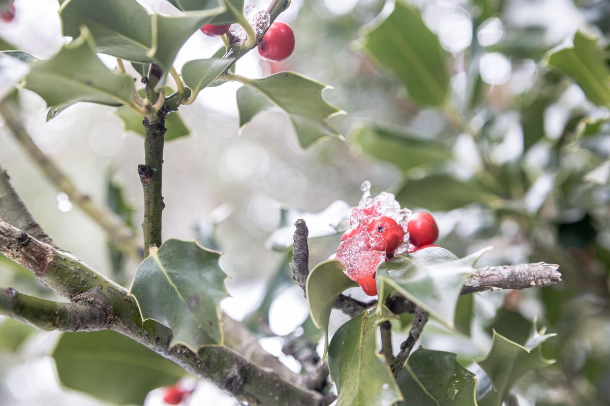 Animales domésticos y salvajes se alimentan de las hojas y frutos del acebo en los meses de invierno.