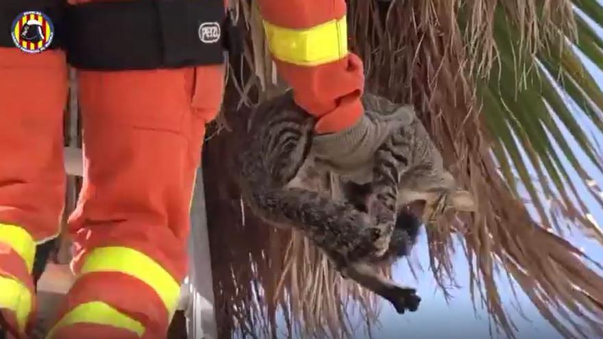 Los bomberos rescatan 25 gatos en los meses de verano en la provincia de Valencia