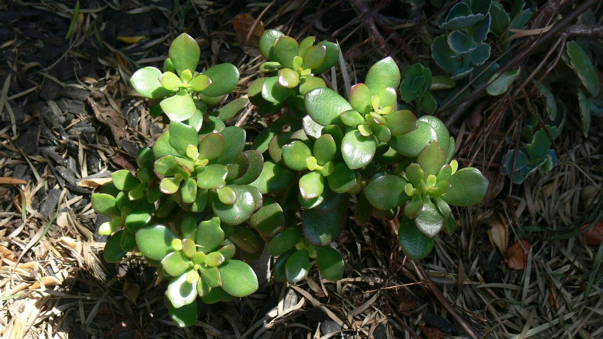 La planta de jade necesita mucha luz.