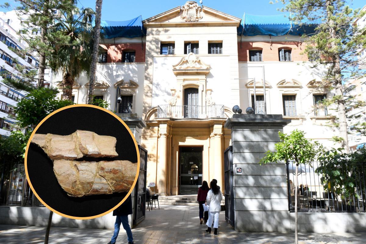 Museo Arqueológico de Murcia; diáfisis del fémur de un gran saurópodo hallada en Benízar (Moratalla).