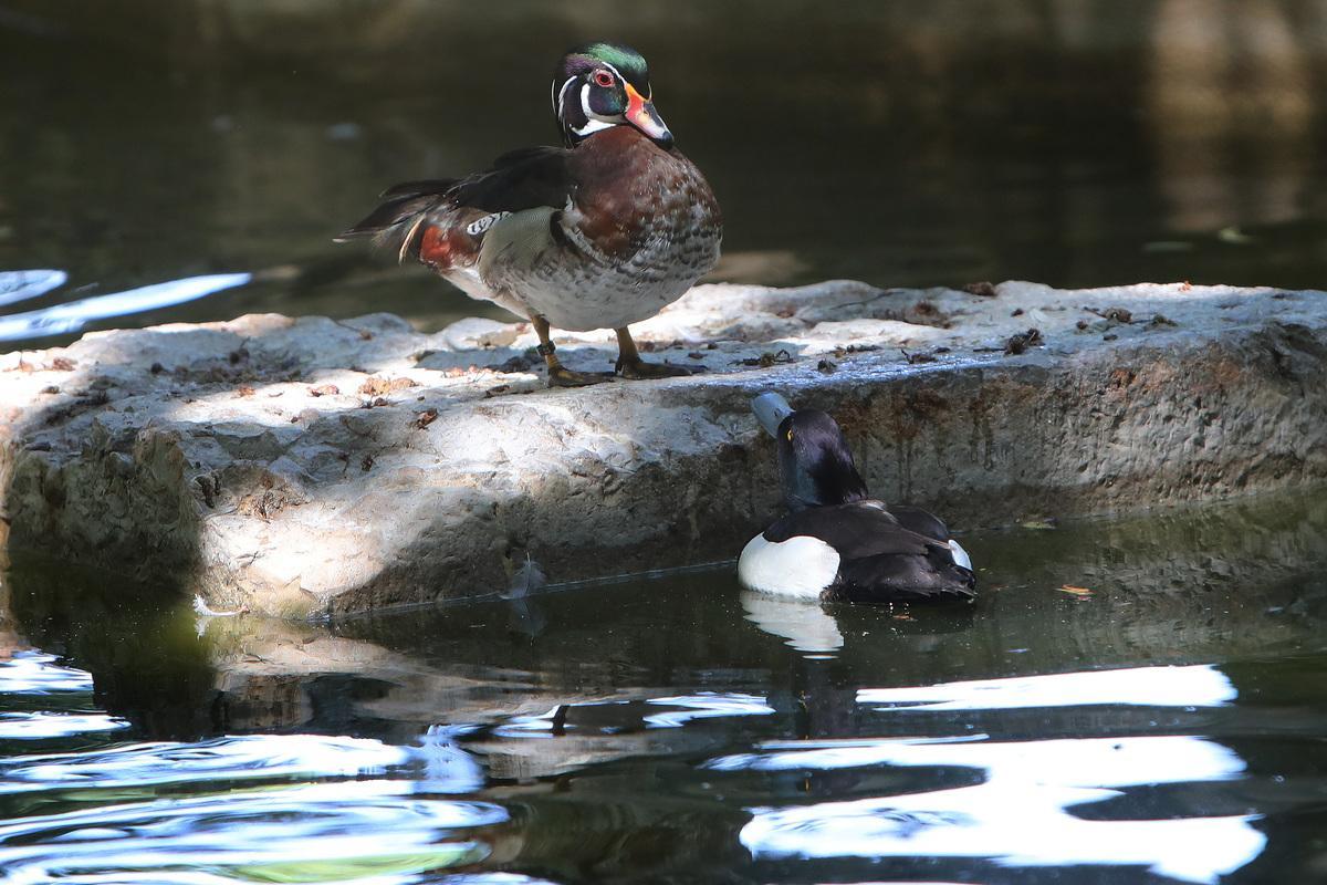 Pato de la Florida o pato joyuyo, junto a un porrón moñudo. Zoo de Aves de Herrera de Pisuerga