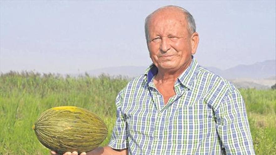 Eixea cultiva unos melones ‘bocatto di cardinale’ en Xilxes