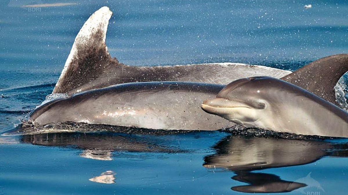 Una de las ballenas estudiadas esta semana en las Rías Baixas.