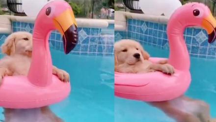 El bañito de este adorable golden retriever se convierte en la envidia de todos: El nivel de despreocupación al que aspiro