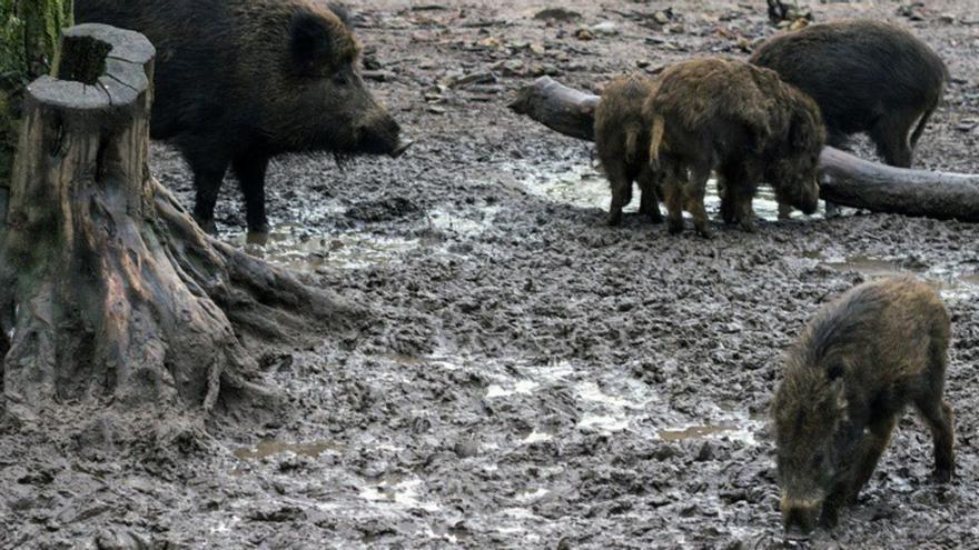 La plaga de jabalíes afecta ya a ocho de cada diez municipios |