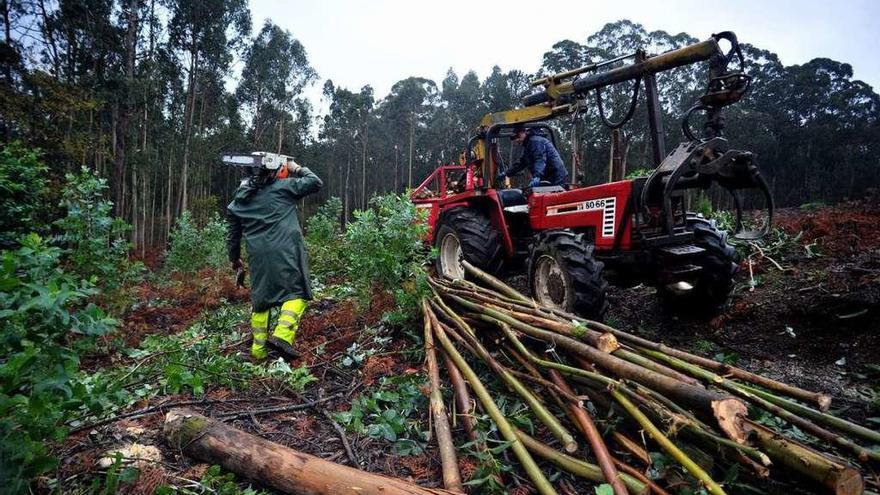 Comuneros realizan acopio de madera en Vilagarcía.