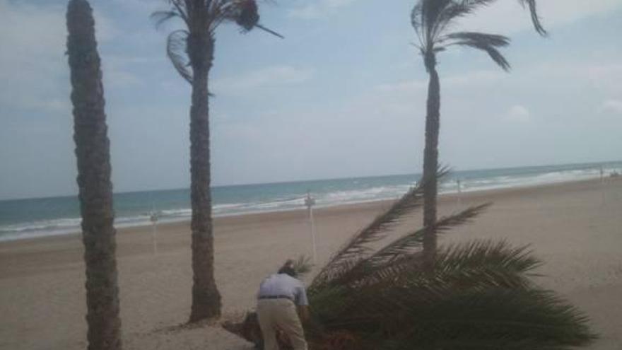 Cae una palmera en la playa de Muchavista