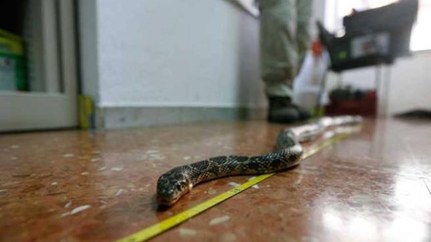 Culebra de escalera de casi dos metros hallada en es Canar.