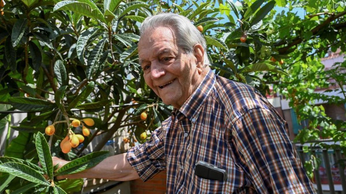 Joan Carulla muestra un árbol cargado de nísperos.