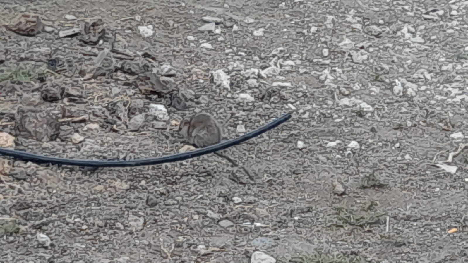 El paseo de una rata cerca de la Biblioteca del Estado