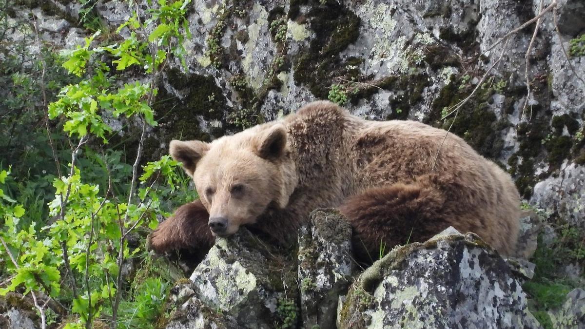 Oso pardo en la región cantábrica