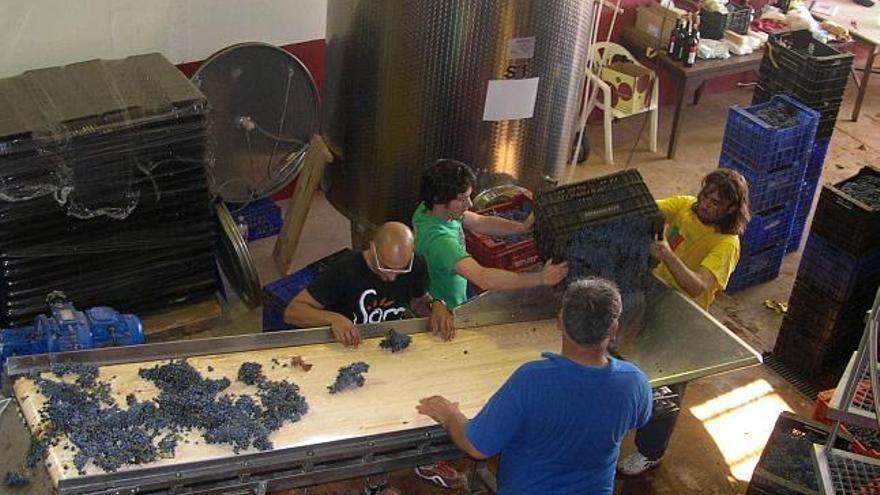 Operarios de una bodega de Santa Margalida prensando uvas para elaborar vino.