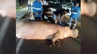 Vídeo | Un hipopótamo de Pablo Escobar muere atropellado en una carretera de Colombia