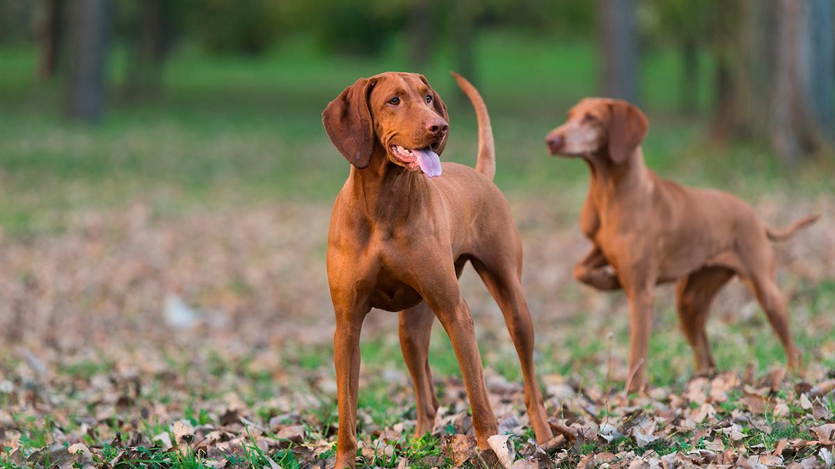 Jagdhunde.