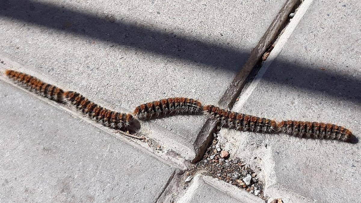 Conjunto de orugas procesionarias del pino (Thaumetopoea pityocampa) en fila, que es como se desplazan habitualmente.