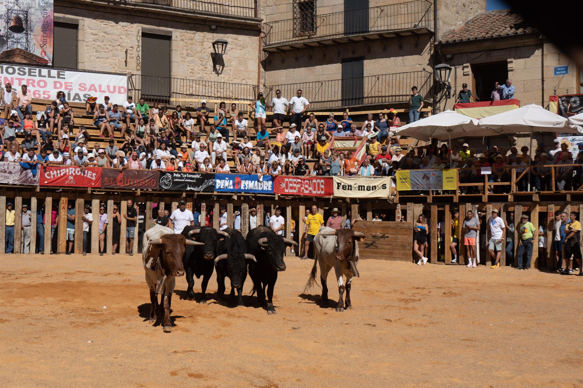 Segundo encierro en Fermoselle