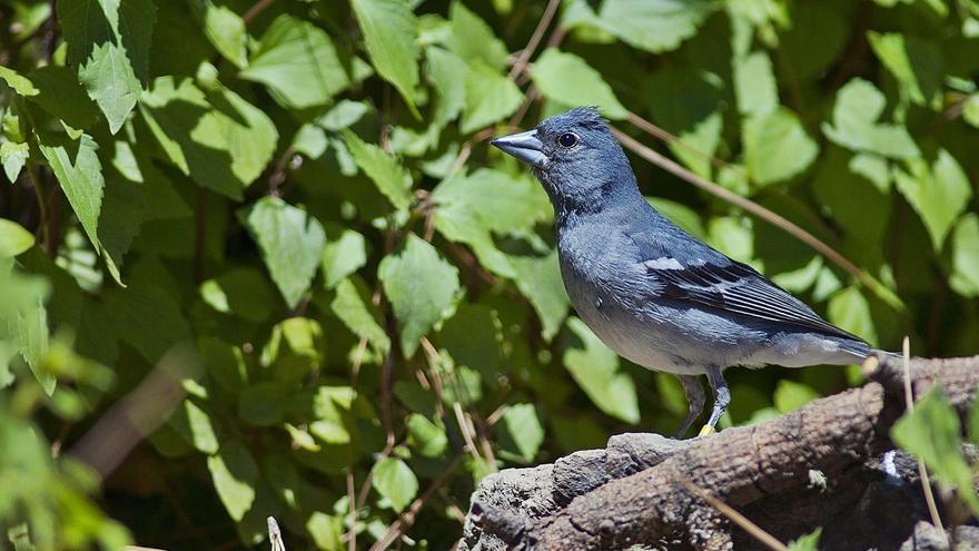 El pinzón azul prospera en su nuevo hábitat de los pinares de la Cumbre - Vimarsana News