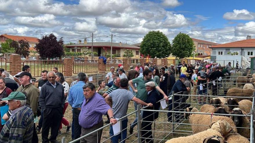 Carbajales celebra el 4 de mayo la feria dedicada a la raza de ovino castellana