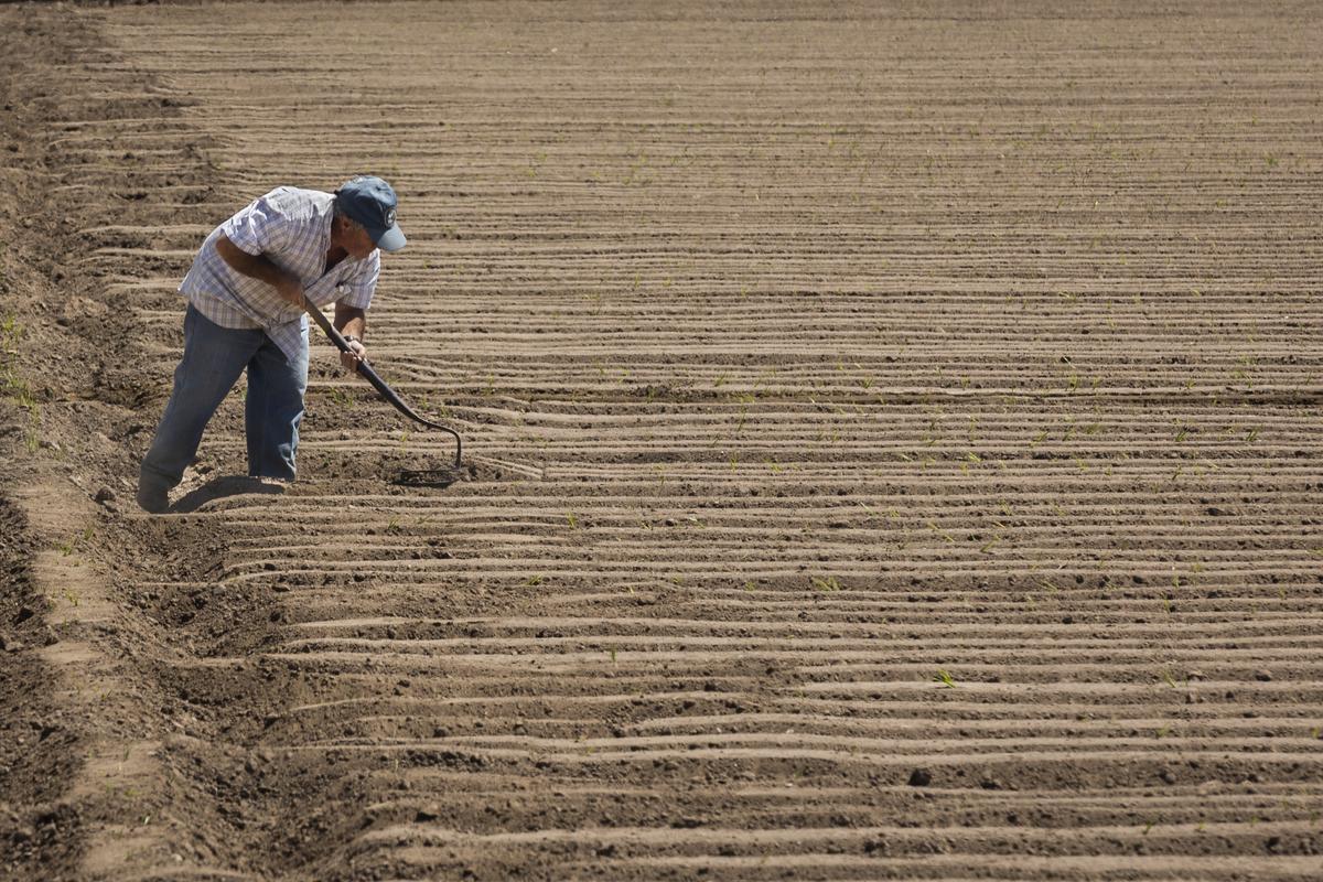 Un agricultor prepara el suelo de un campo de Alboraia para sembrar hortalizas.