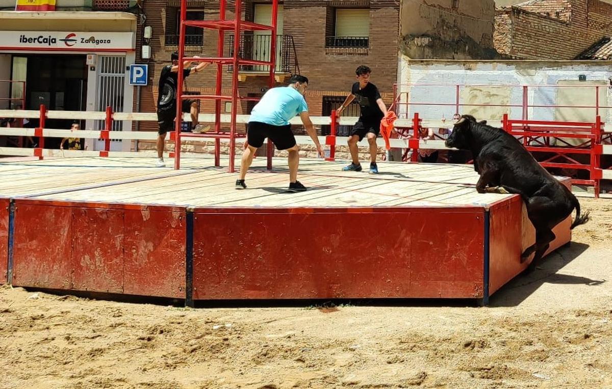 Los encierros de vacas serán unos de los principales atractivos de las fiestas.