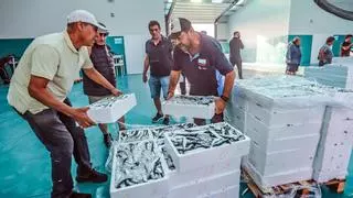 La subasta de la nueva lonja de Torrevieja se estrena con la venta de 13.000 kilos de sardina y boquerón