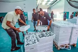 Un estudio de la UA revela que la fauna marina se recupera tras los recortes a la pesca