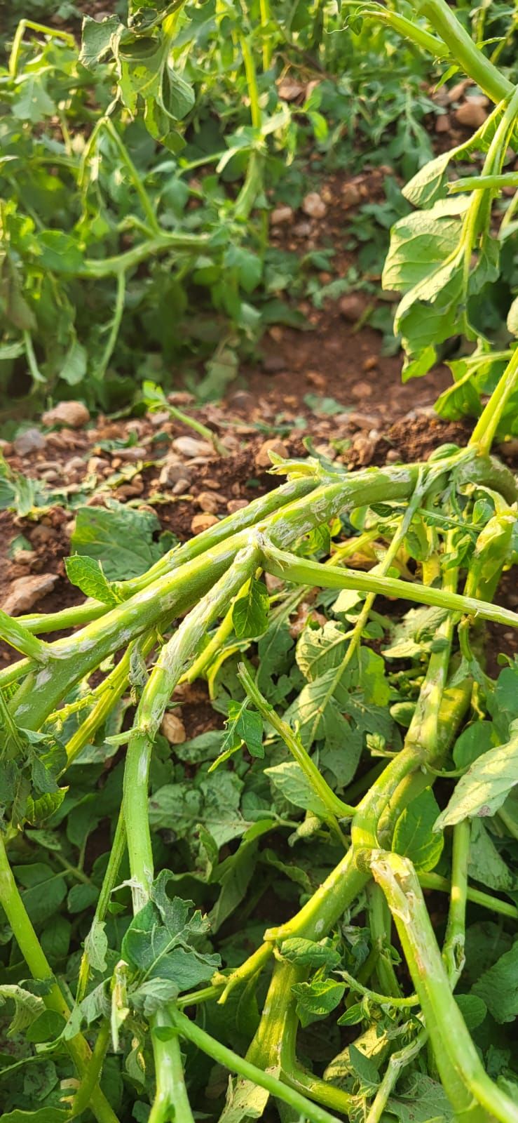 Una granizada destroza el cultivo de la patata en sa Pobla