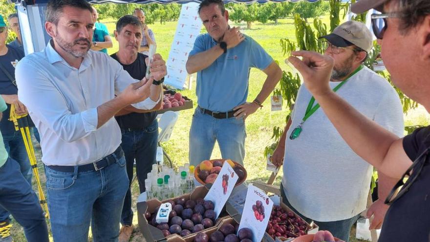 Antonio Luengo, durante la presentación de las nuevas variedades de fruta de hueso del IMIDA.  | CARM