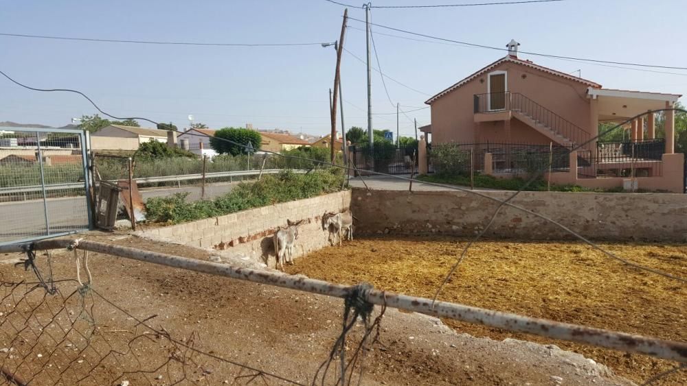 Denuncia de maltrato animal en una granja de Lorca