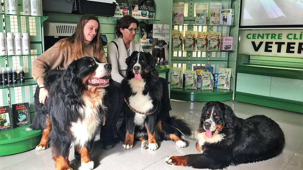 Gossos a la clínica veterinària Veterhouse. | VETERHOUSE