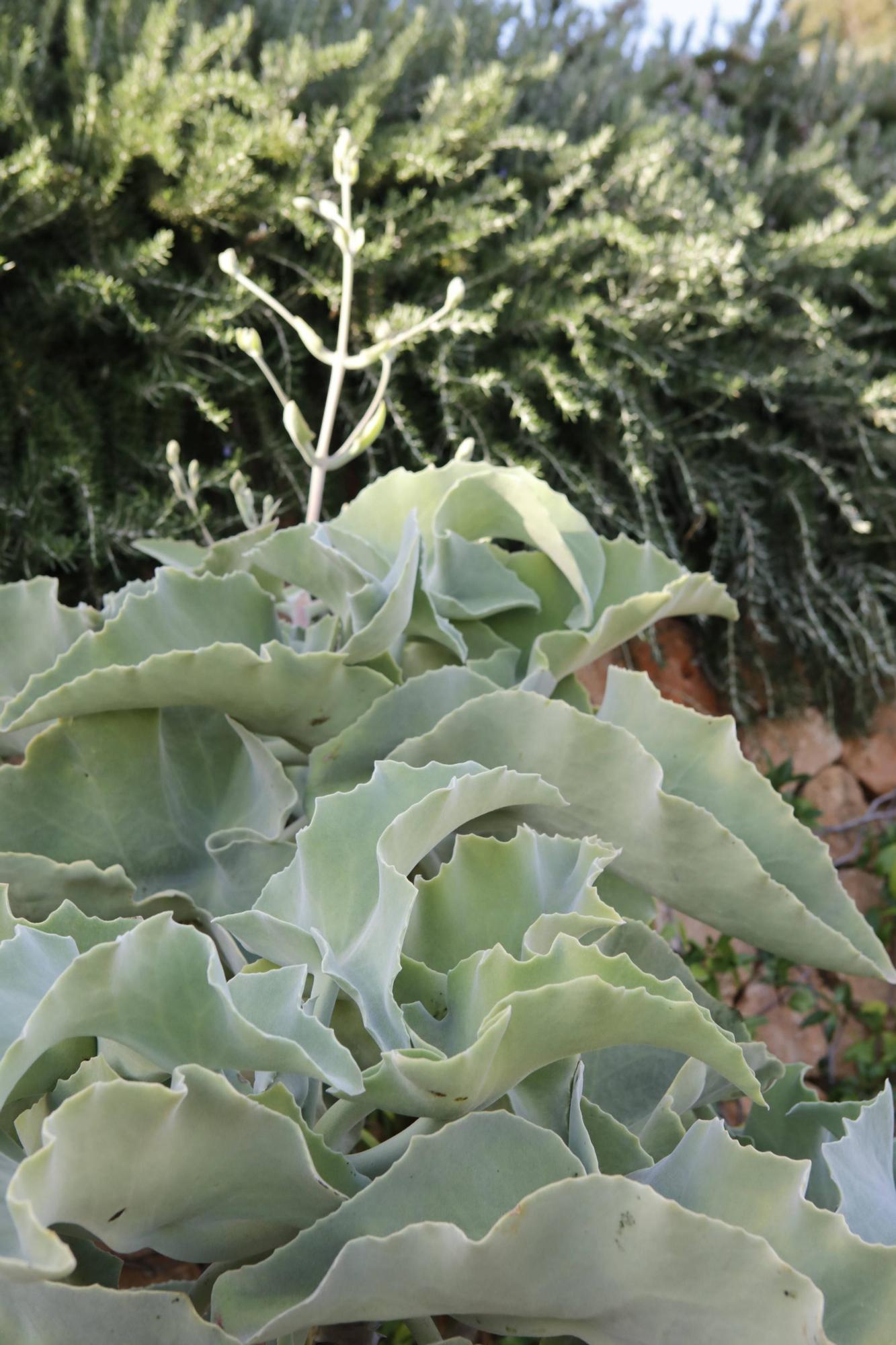 Ein Garten auf Mallorca ganz in Öko